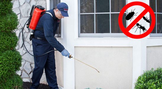 Adalar Fare İlaçlama böcek ilaçlama ve haşere kontrolü — ilaclama-tr.com